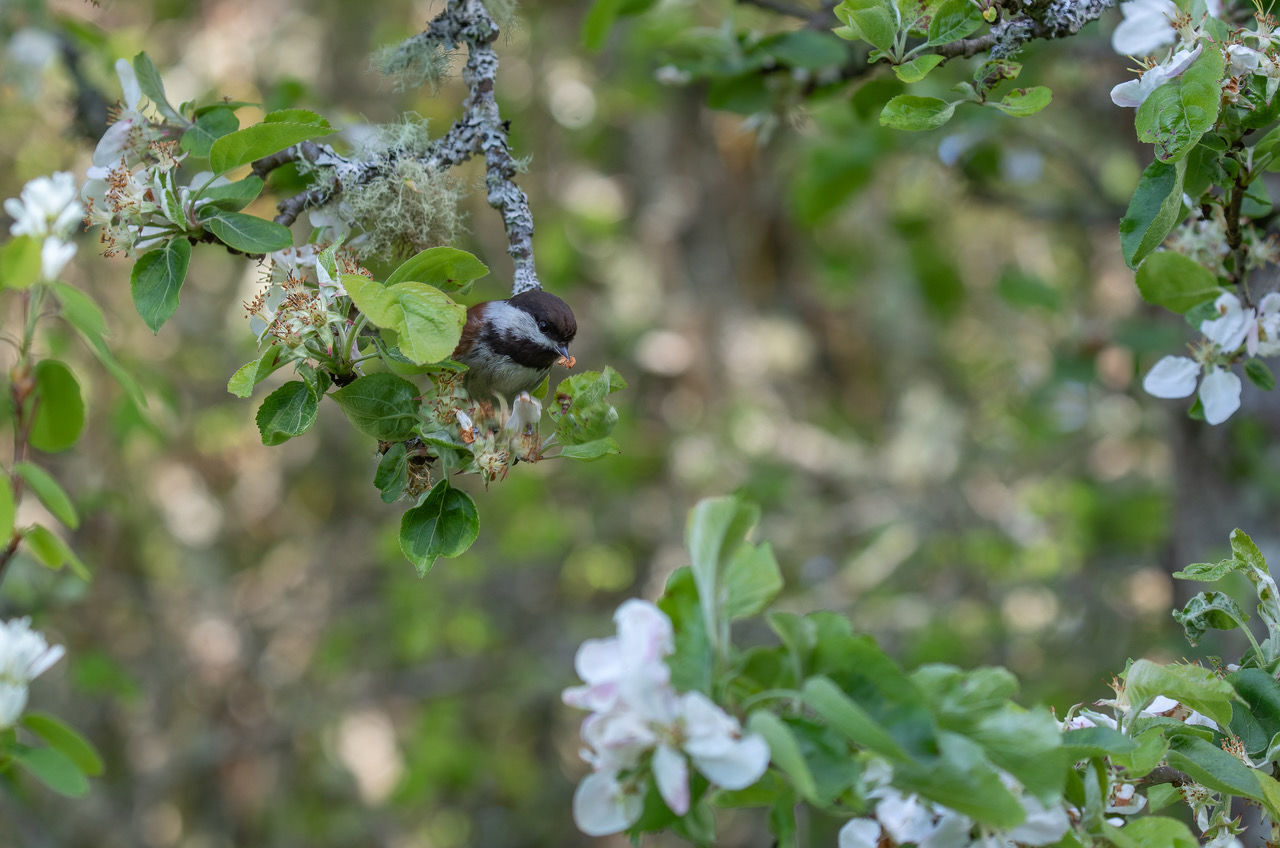 3 Chestnut-backed Chickadee_Jann Ledbetter photo.jpeg